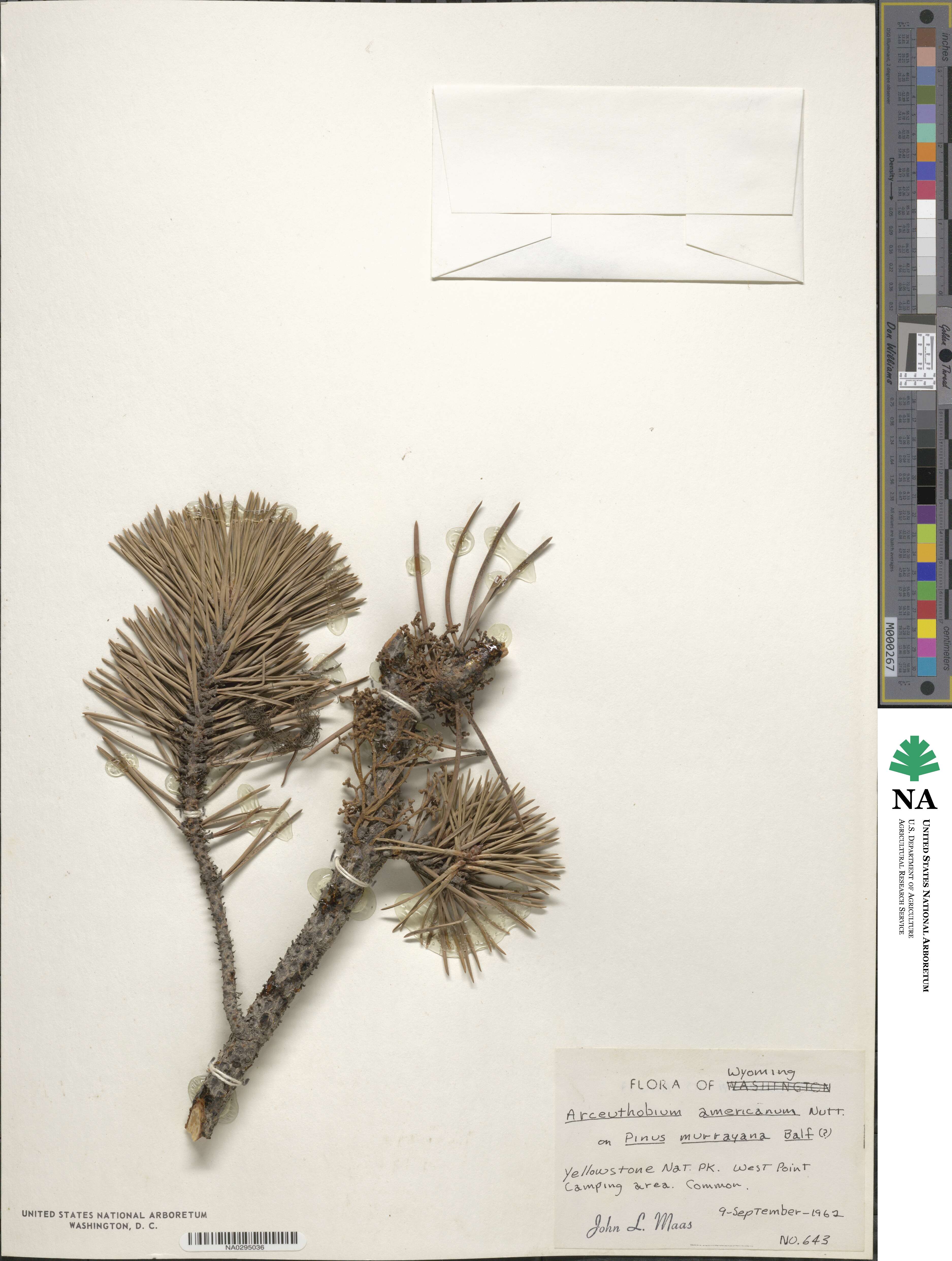 Arceuthobium americanum image