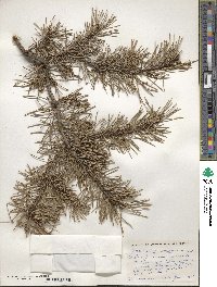 Arceuthobium americanum image