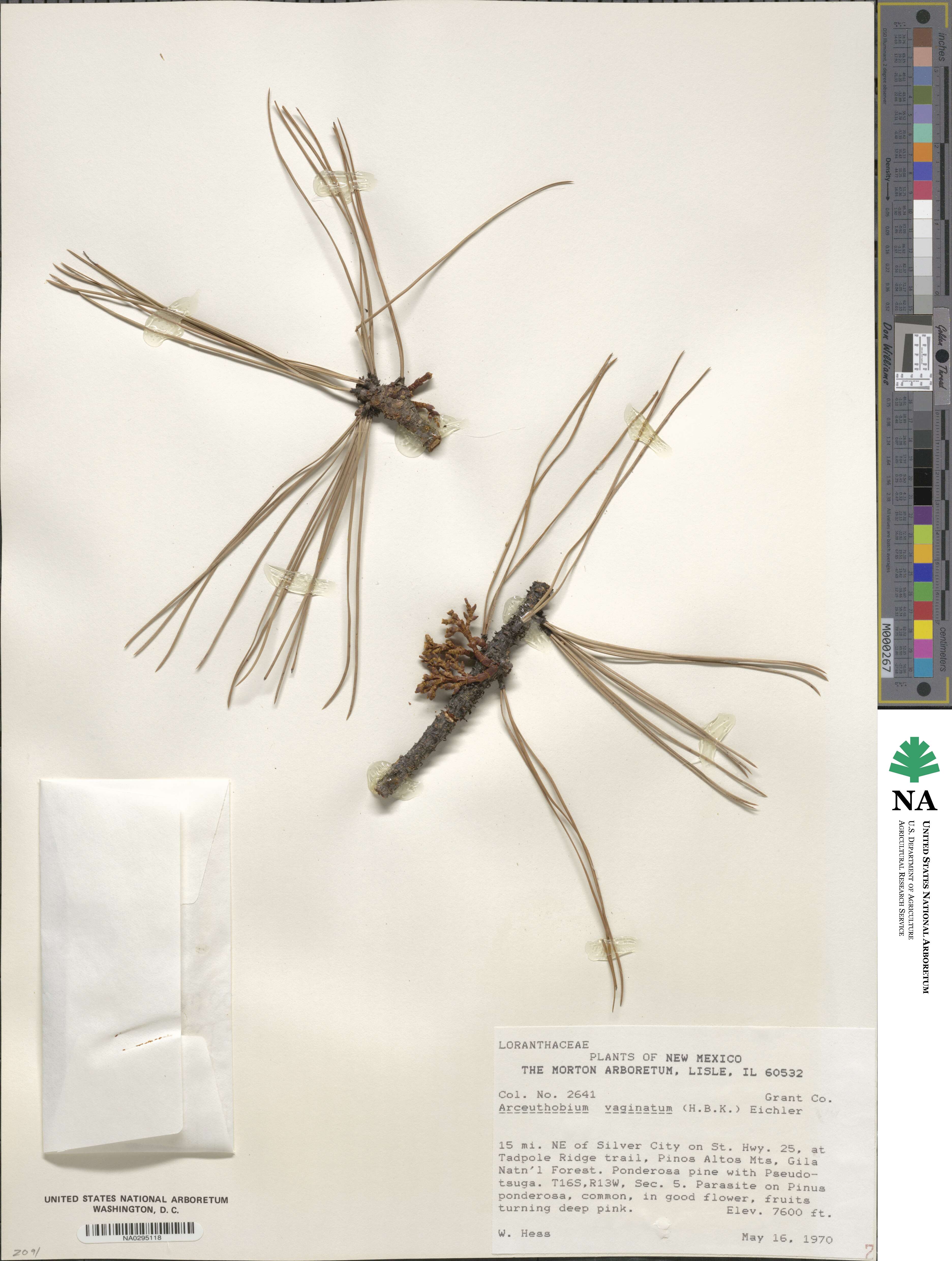 Arceuthobium vaginatum image