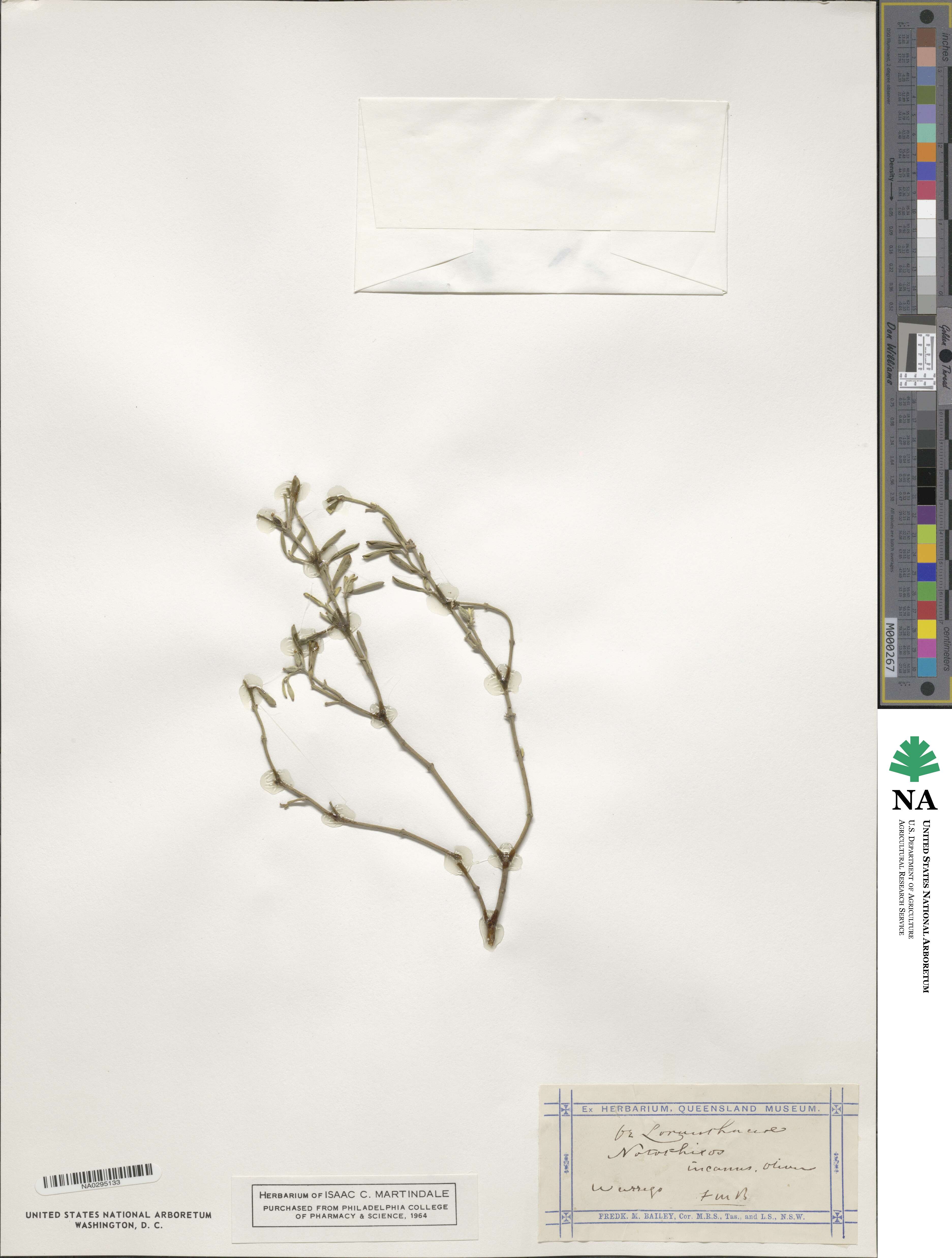 Santalaceae image