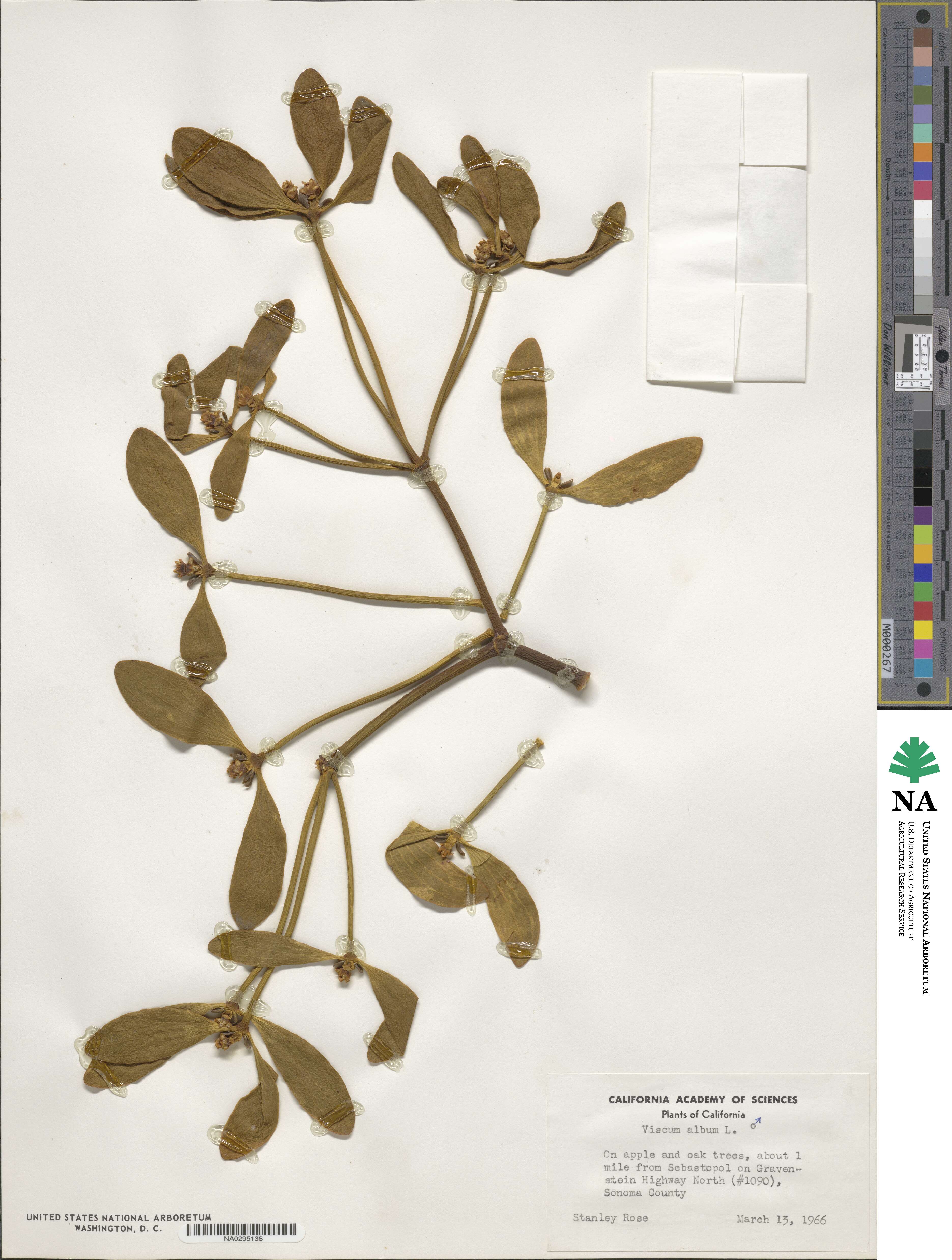 Viscum album image