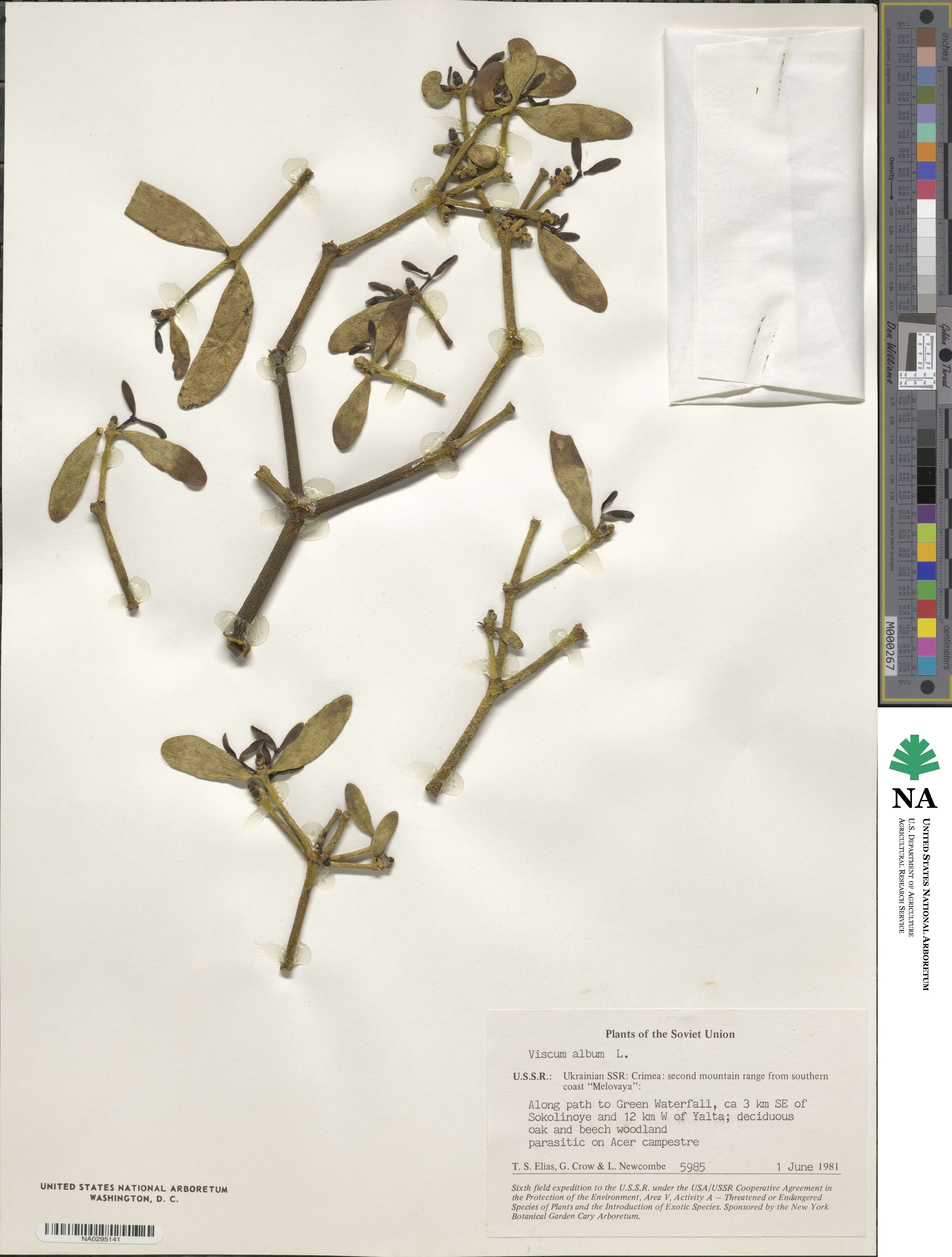 Viscum album image