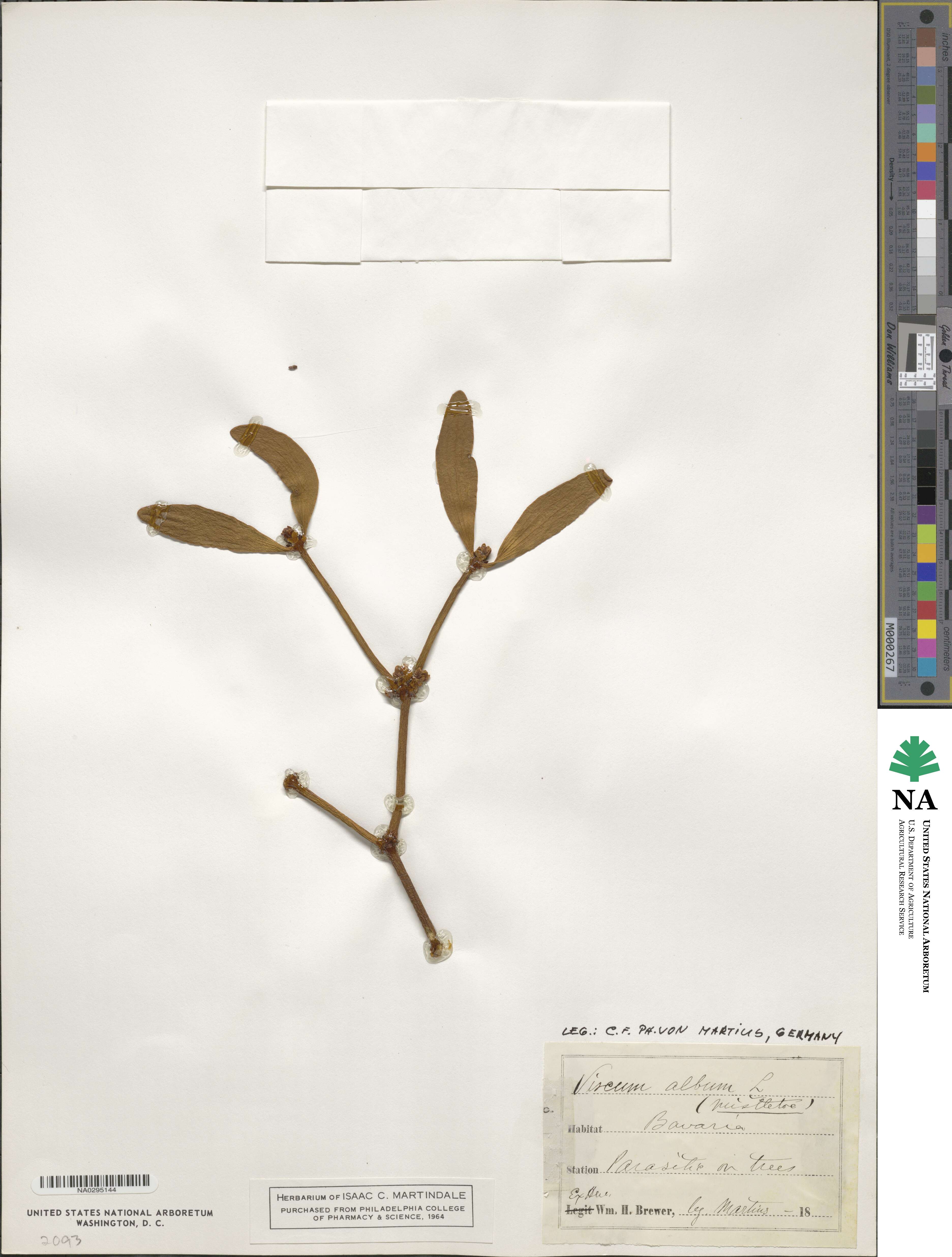Viscum album image