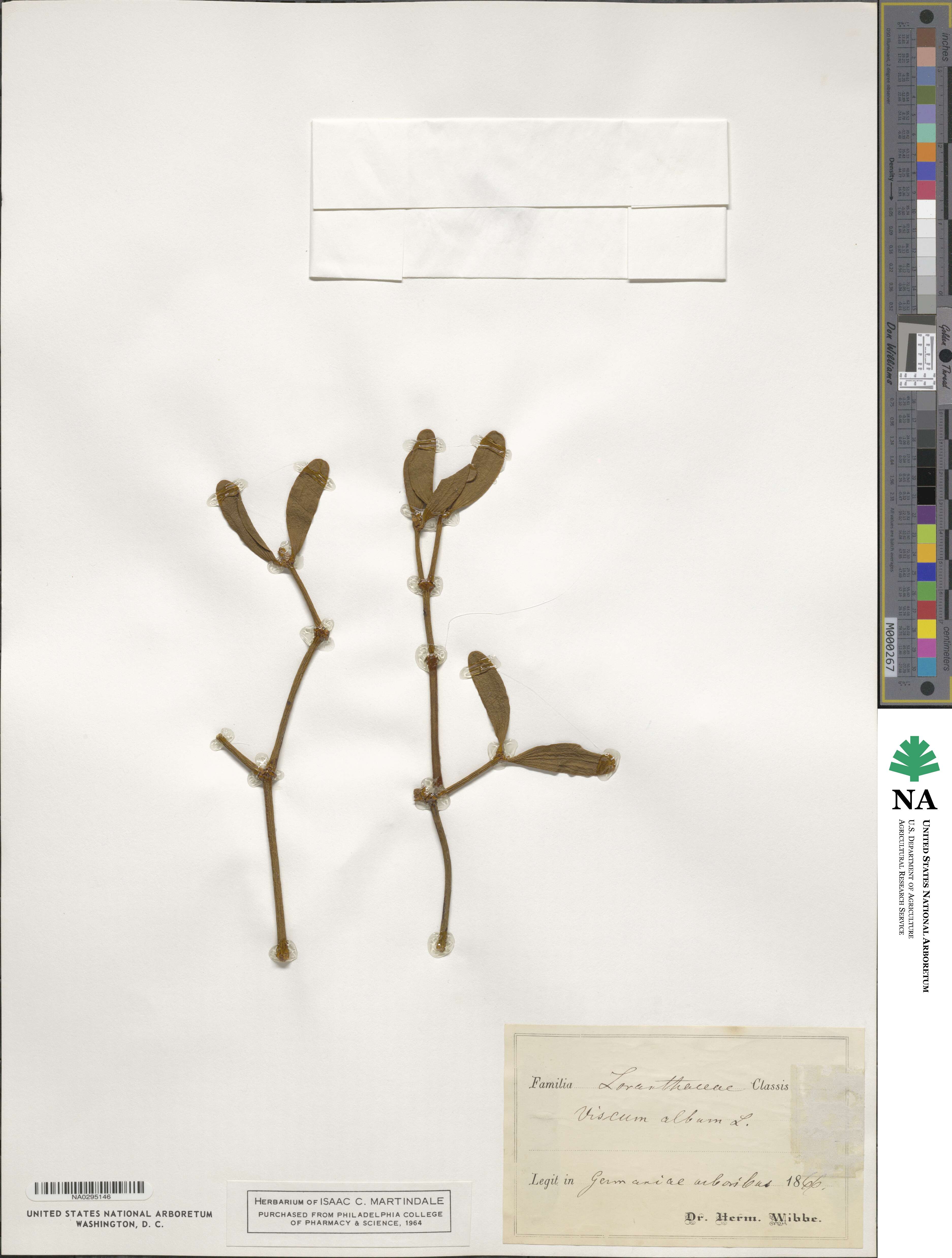 Viscum album image
