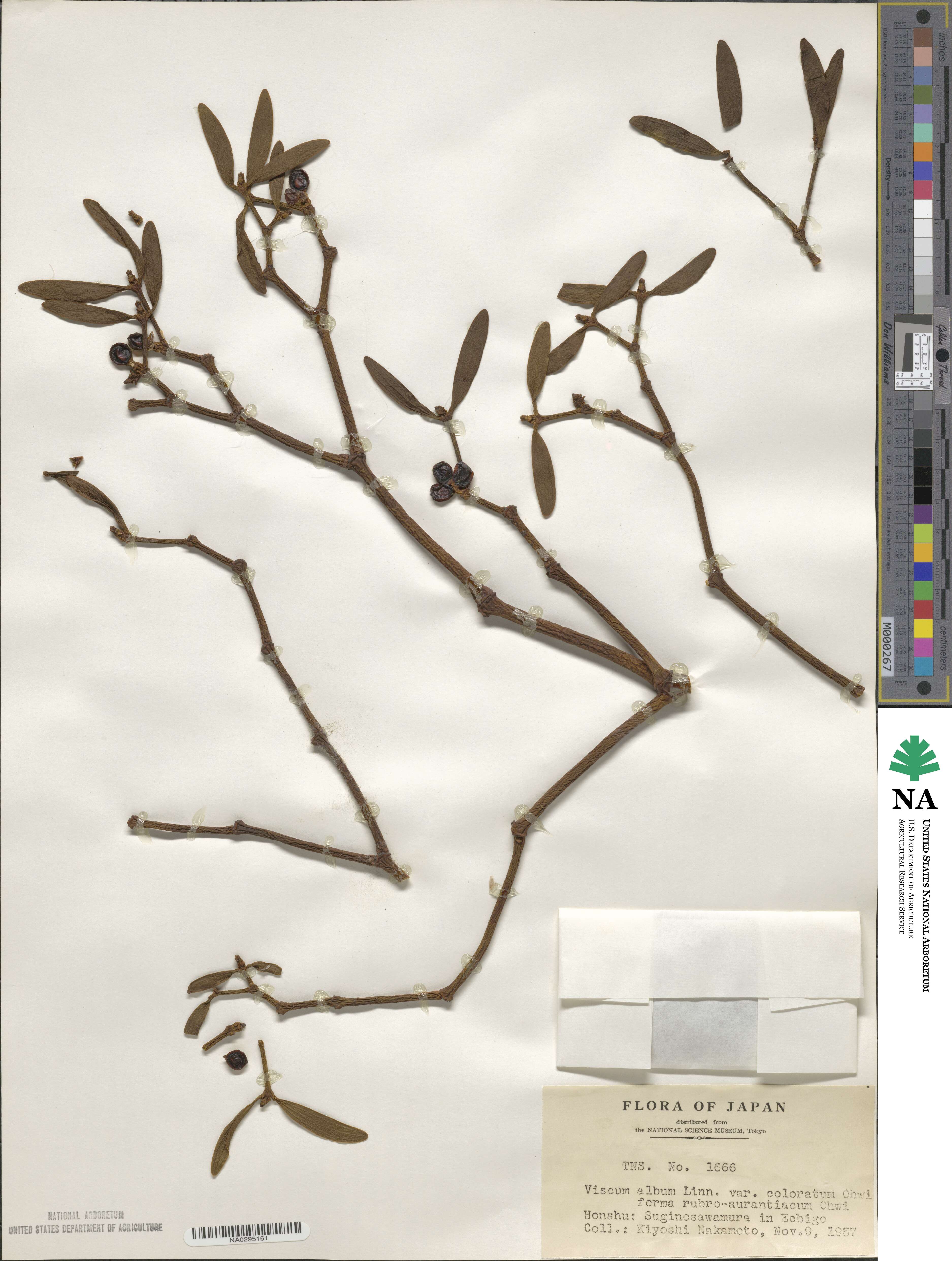 Viscum coloratum image
