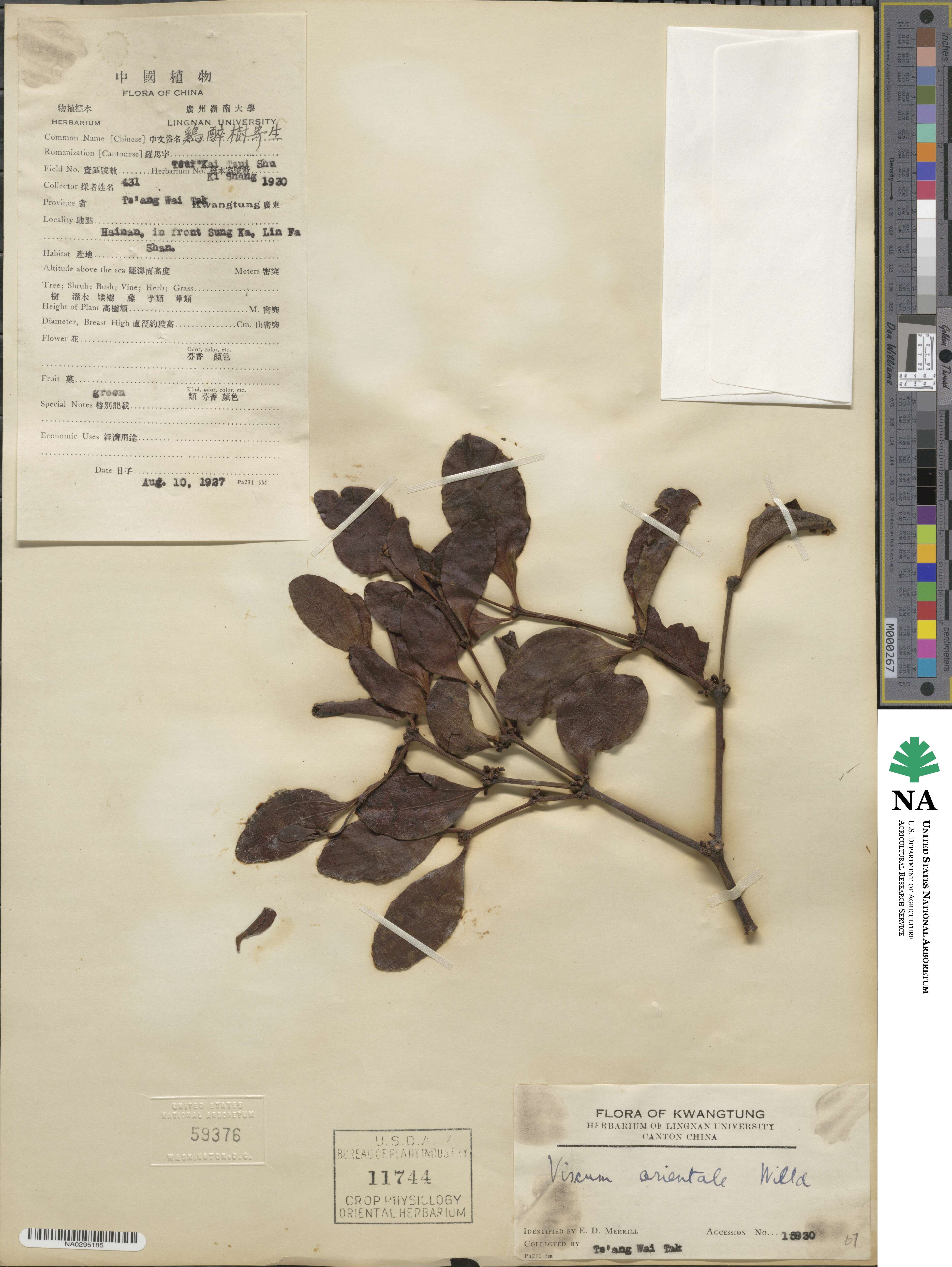 Viscum orientale image