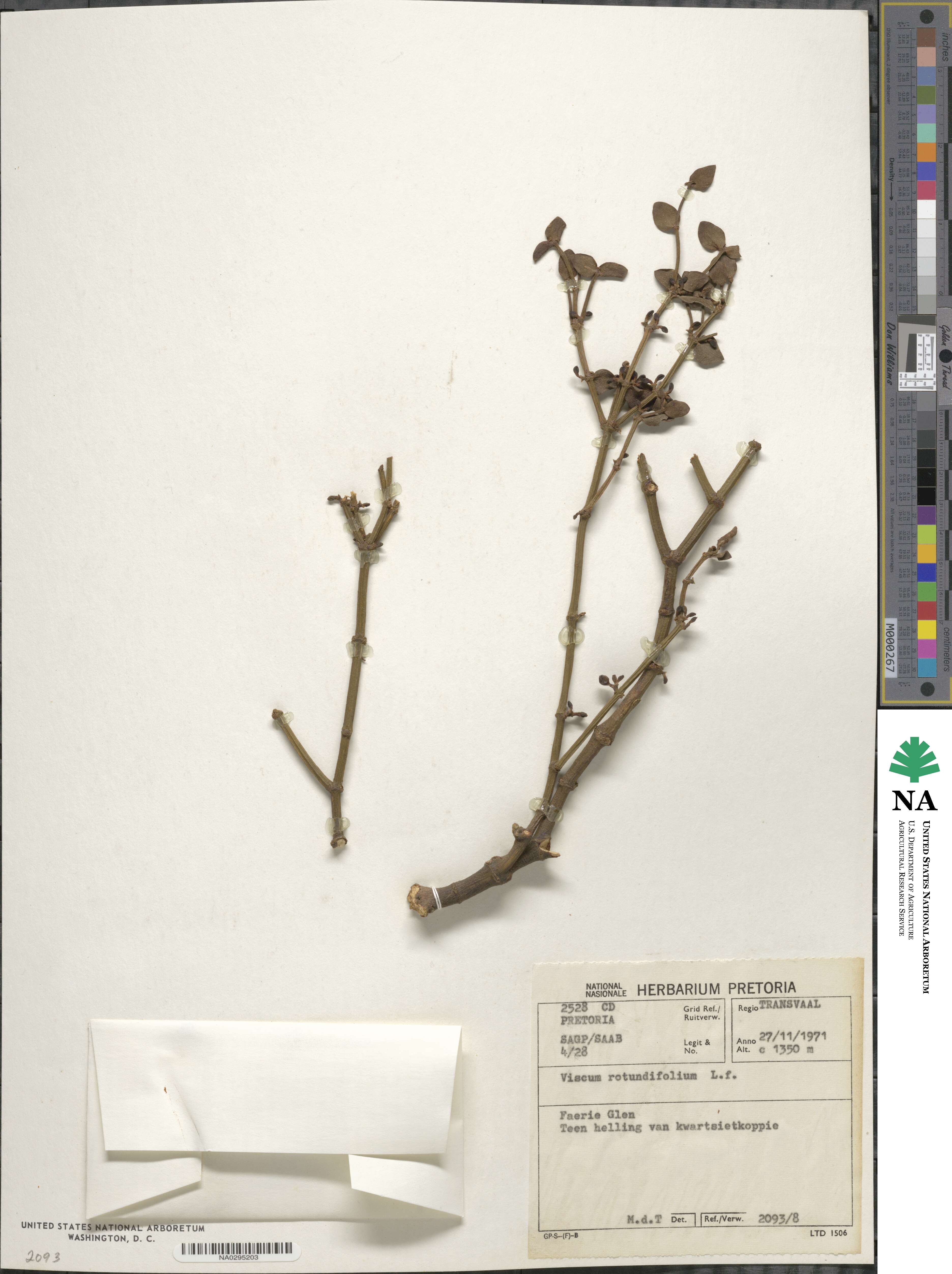Viscum rotundifolium image