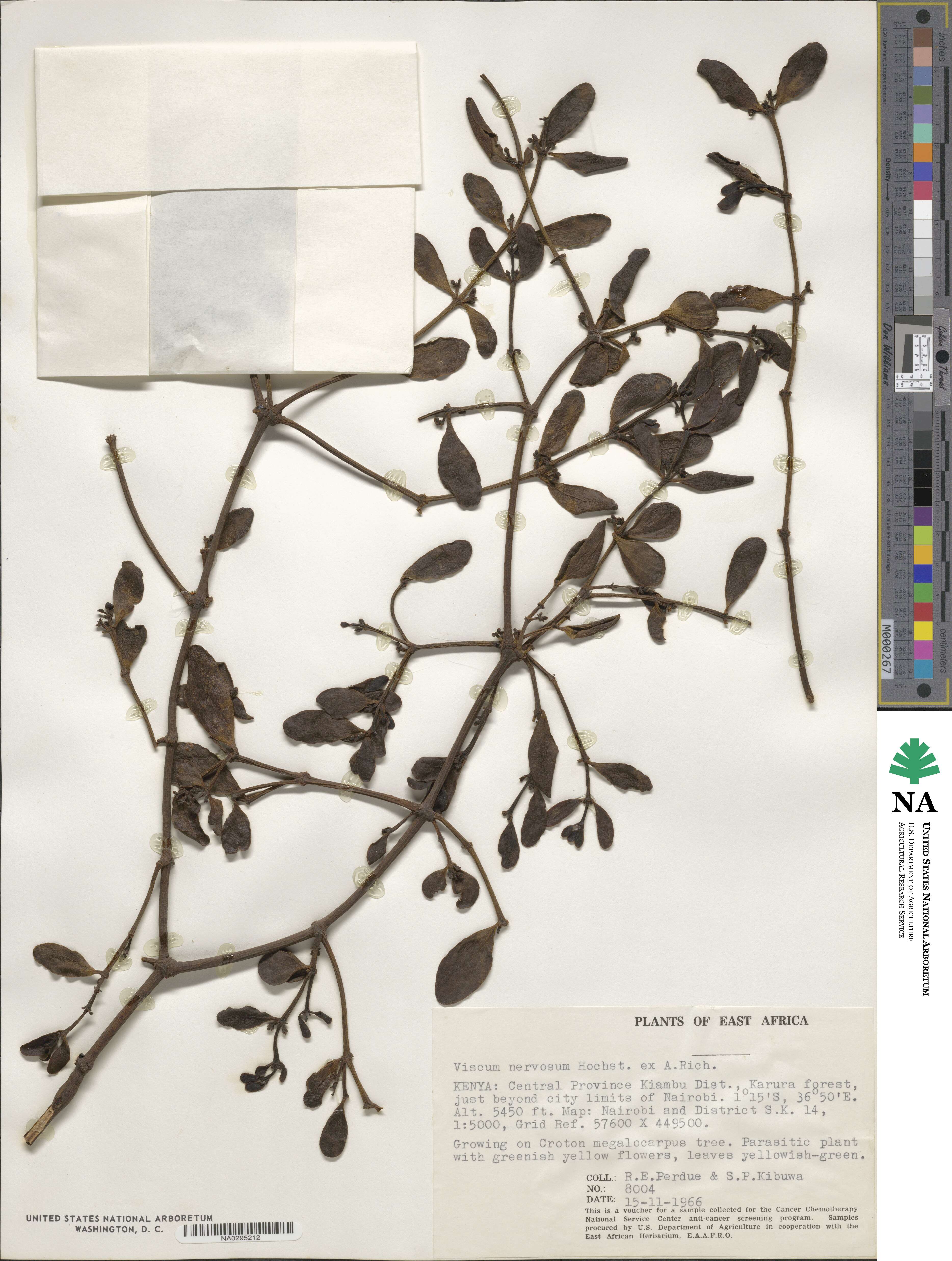 Viscum triflorum subsp. nervosum image