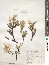 Misodendrum brachystachyum image