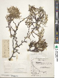 Misodendrum brachystachyum image