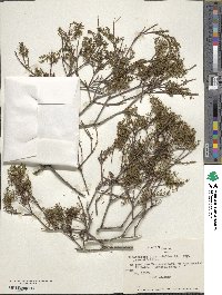 Misodendrum linearifolium image