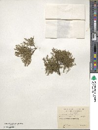 Misodendrum linearifolium image