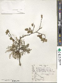 Misodendrum linearifolium image