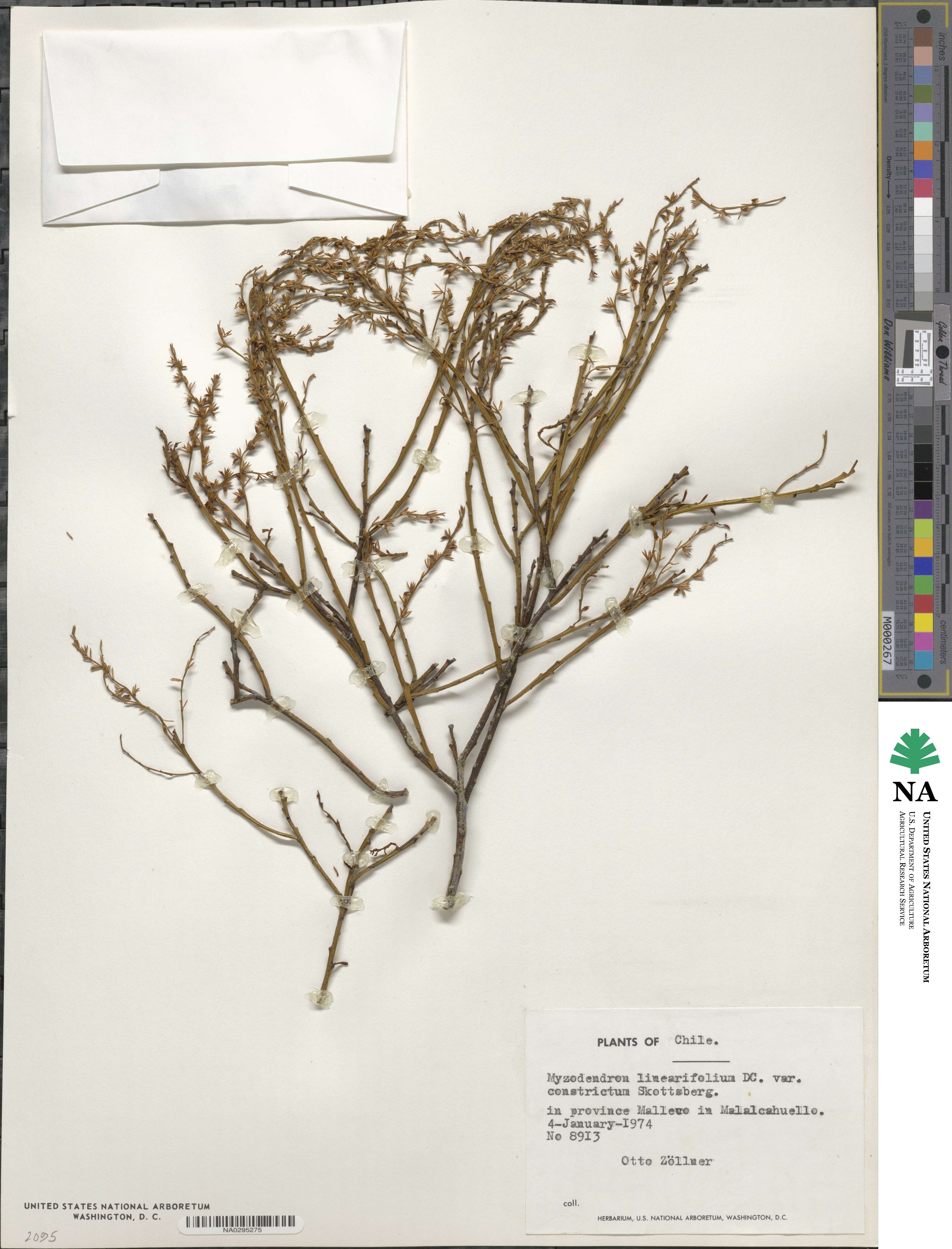 Misodendrum linearifolium image