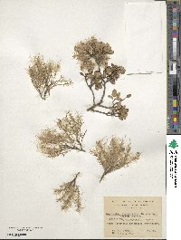 Misodendrum linearifolium var. contractum image