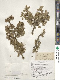 Misodendrum linearifolium image