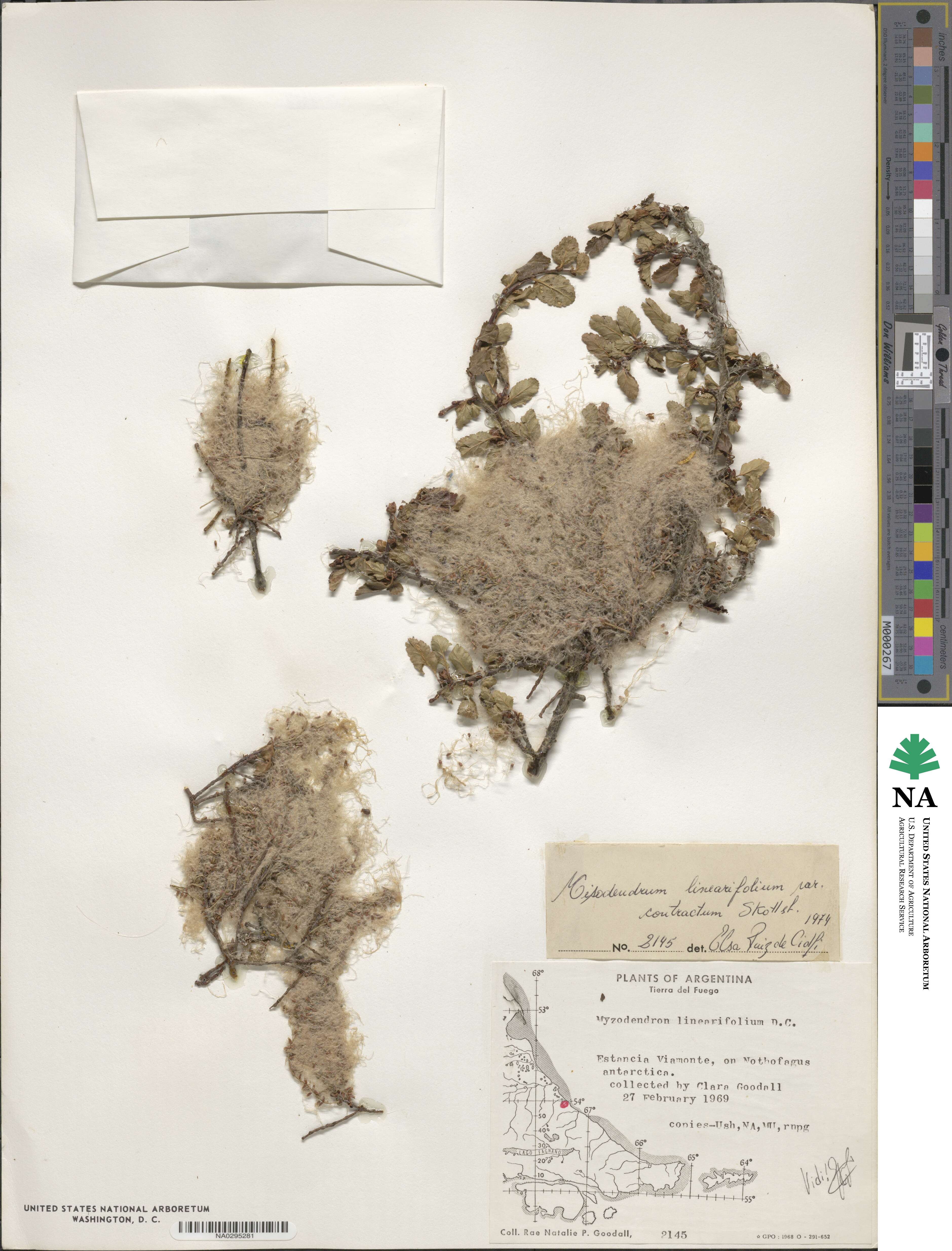 Misodendrum linearifolium var. contractum image