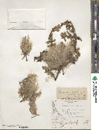 Misodendrum linearifolium var. contractum image