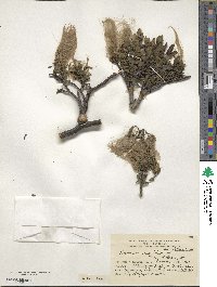 Misodendrum oblongifolium image