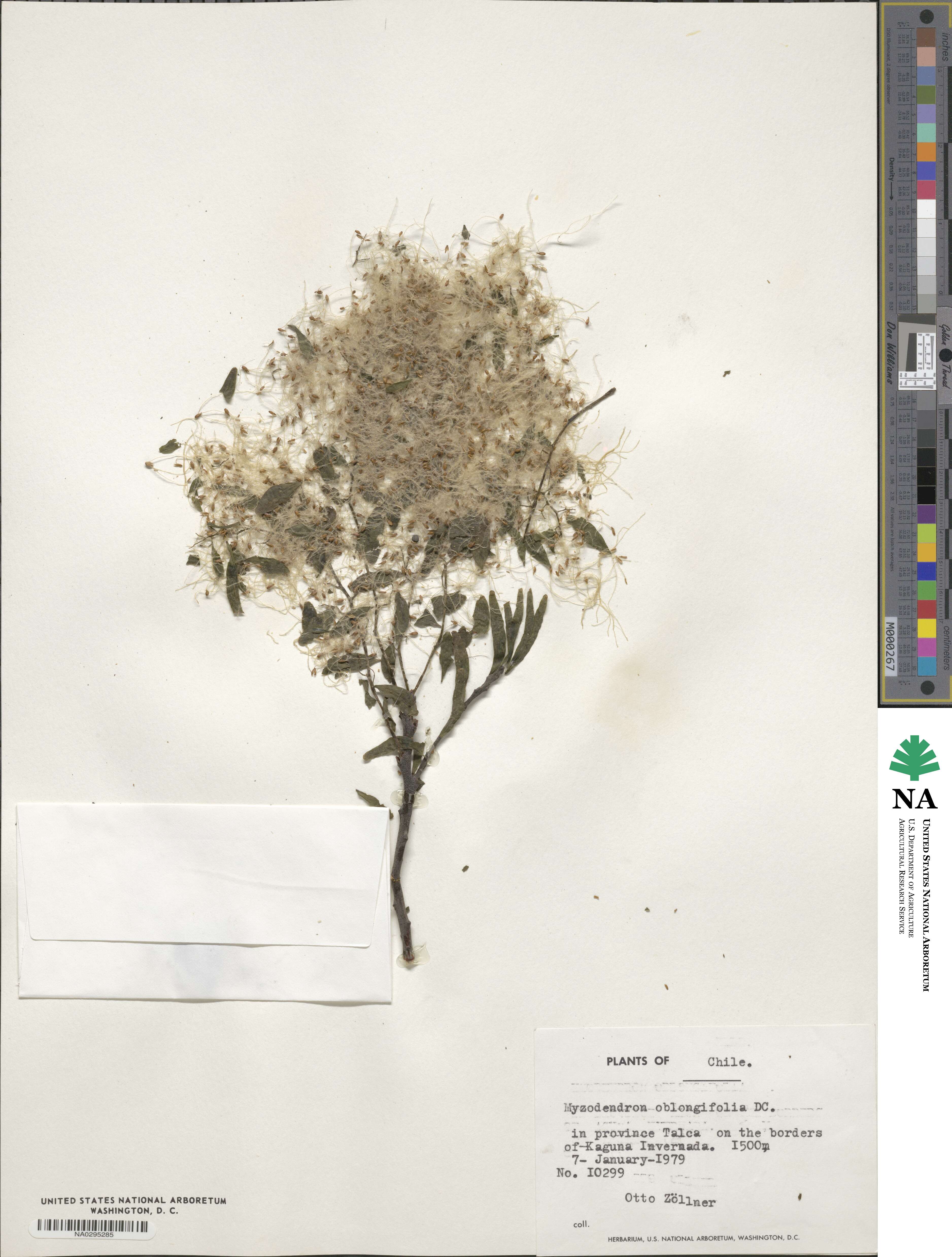 Misodendrum oblongifolium image