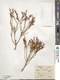 Misodendrum punctulatum image