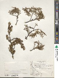 Misodendrum quadriflorum image