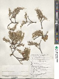 Misodendrum quadriflorum image