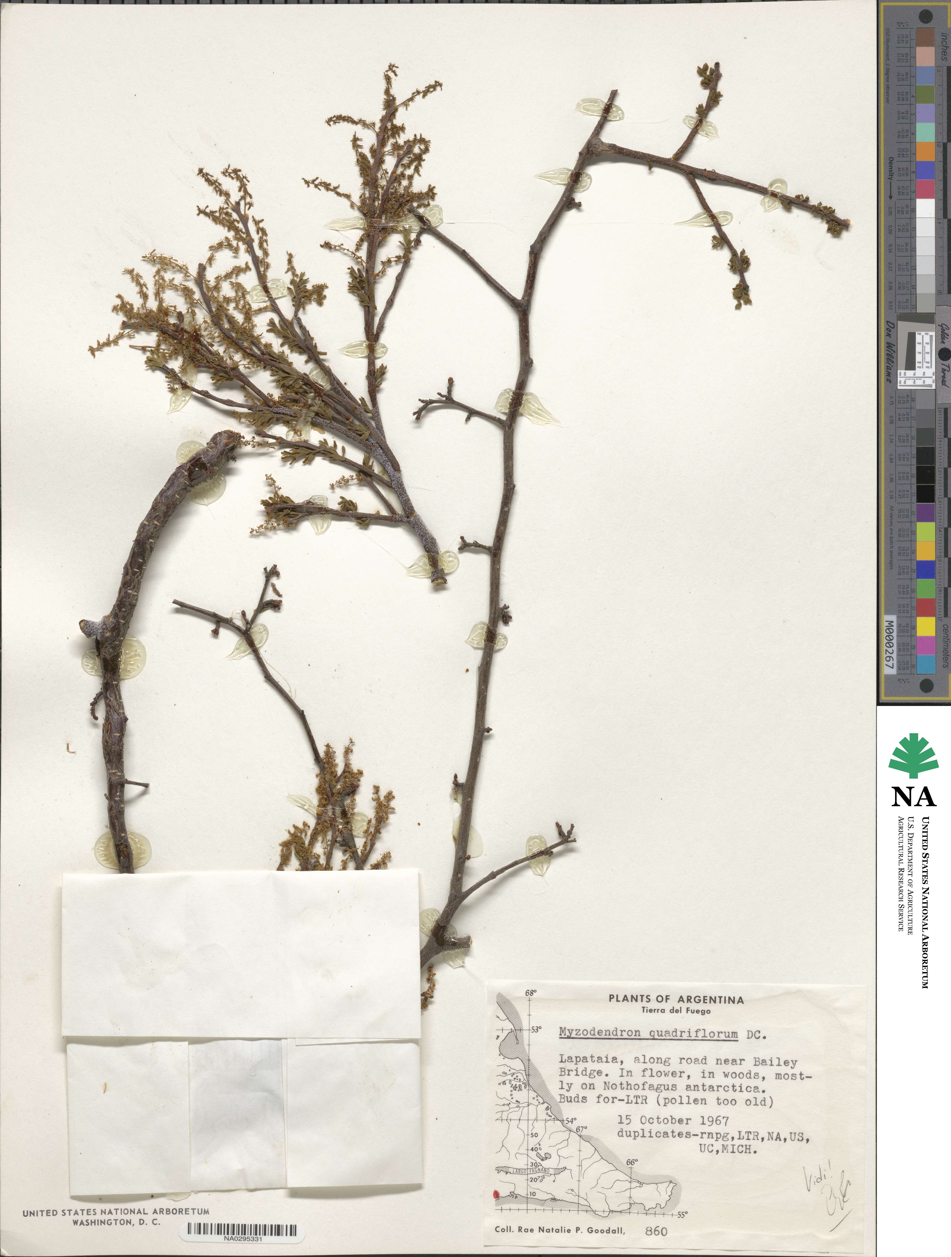 Misodendrum quadriflorum image
