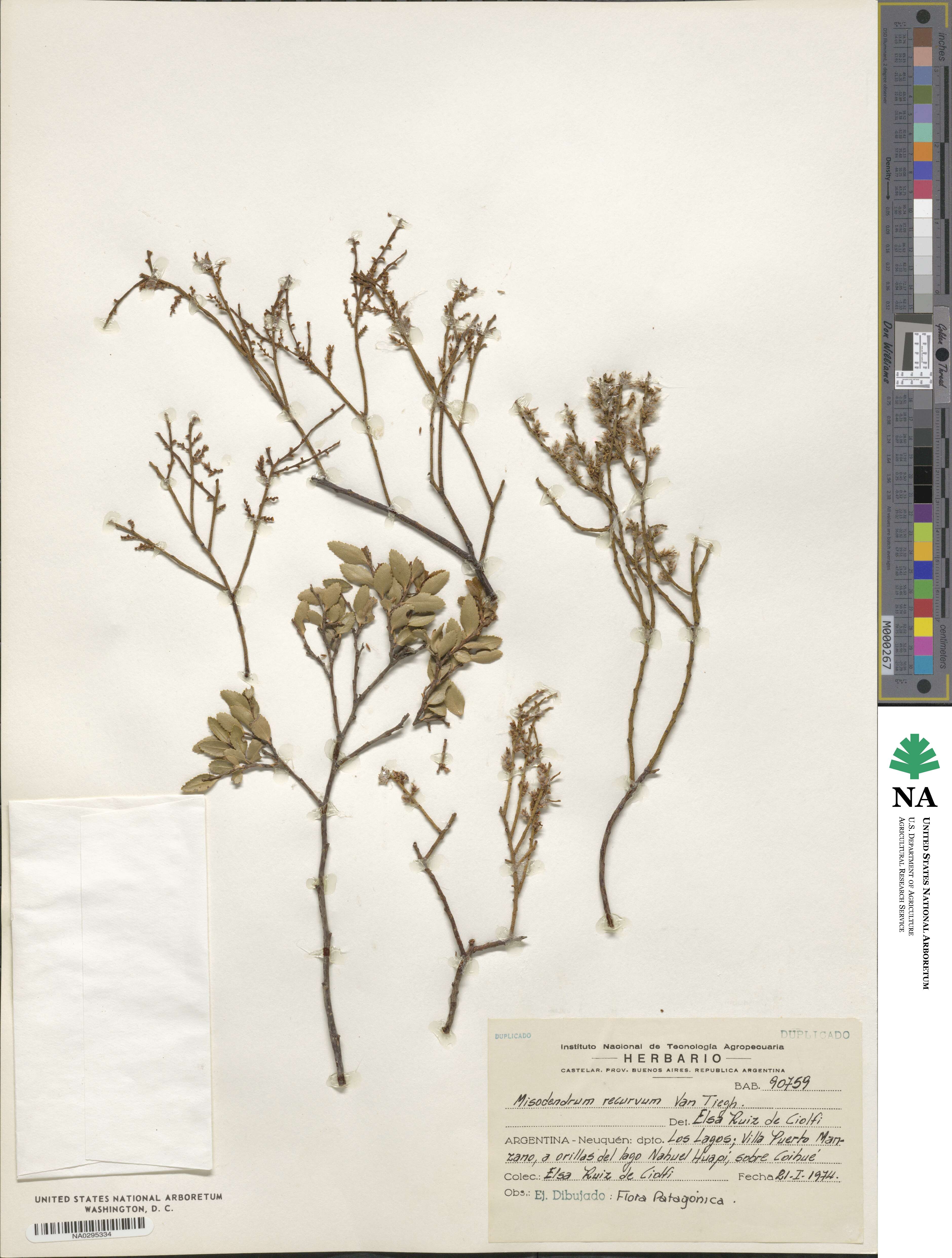 Misodendraceae image