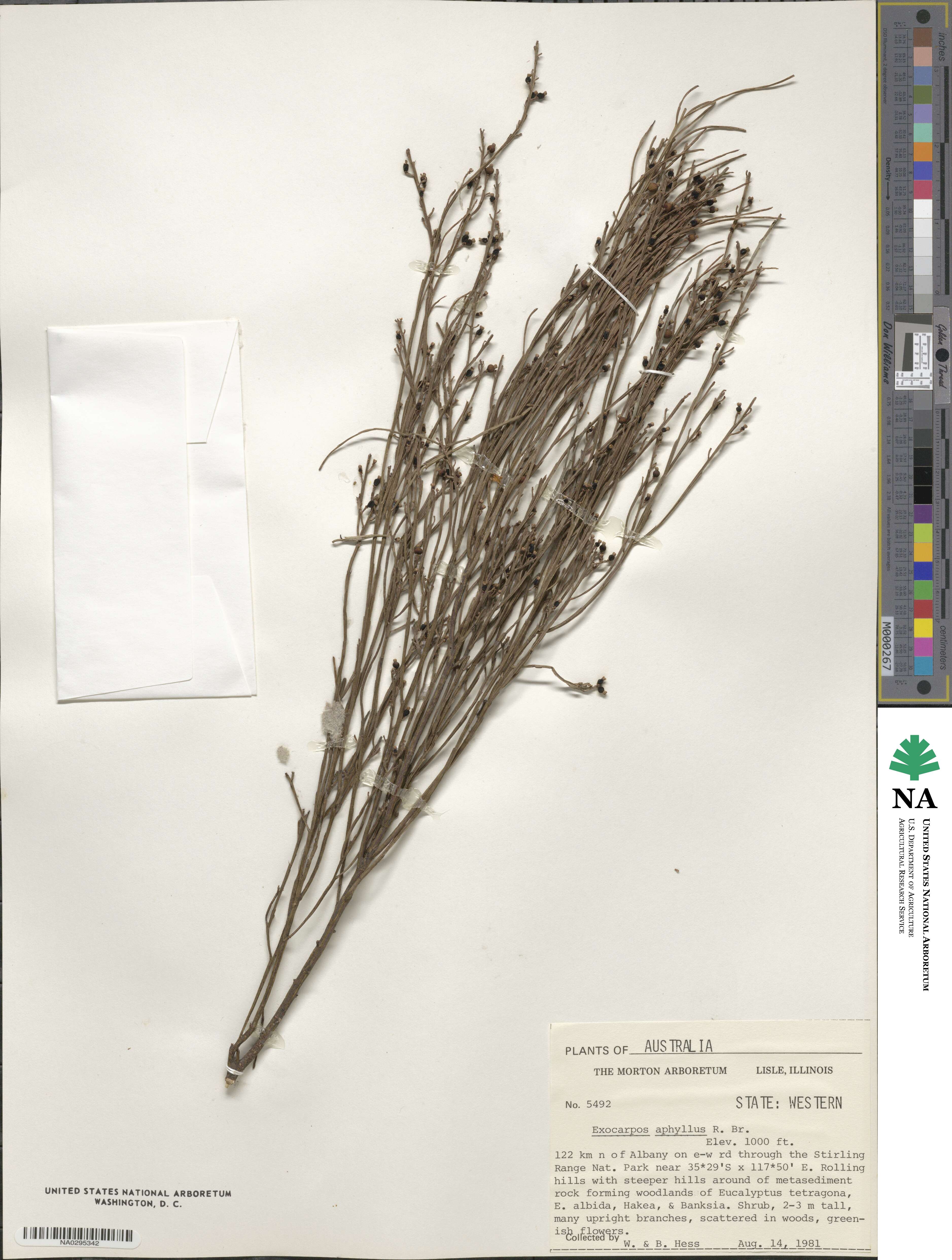 Exocarpos aphyllus image