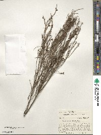 Exocarpos aphyllus image