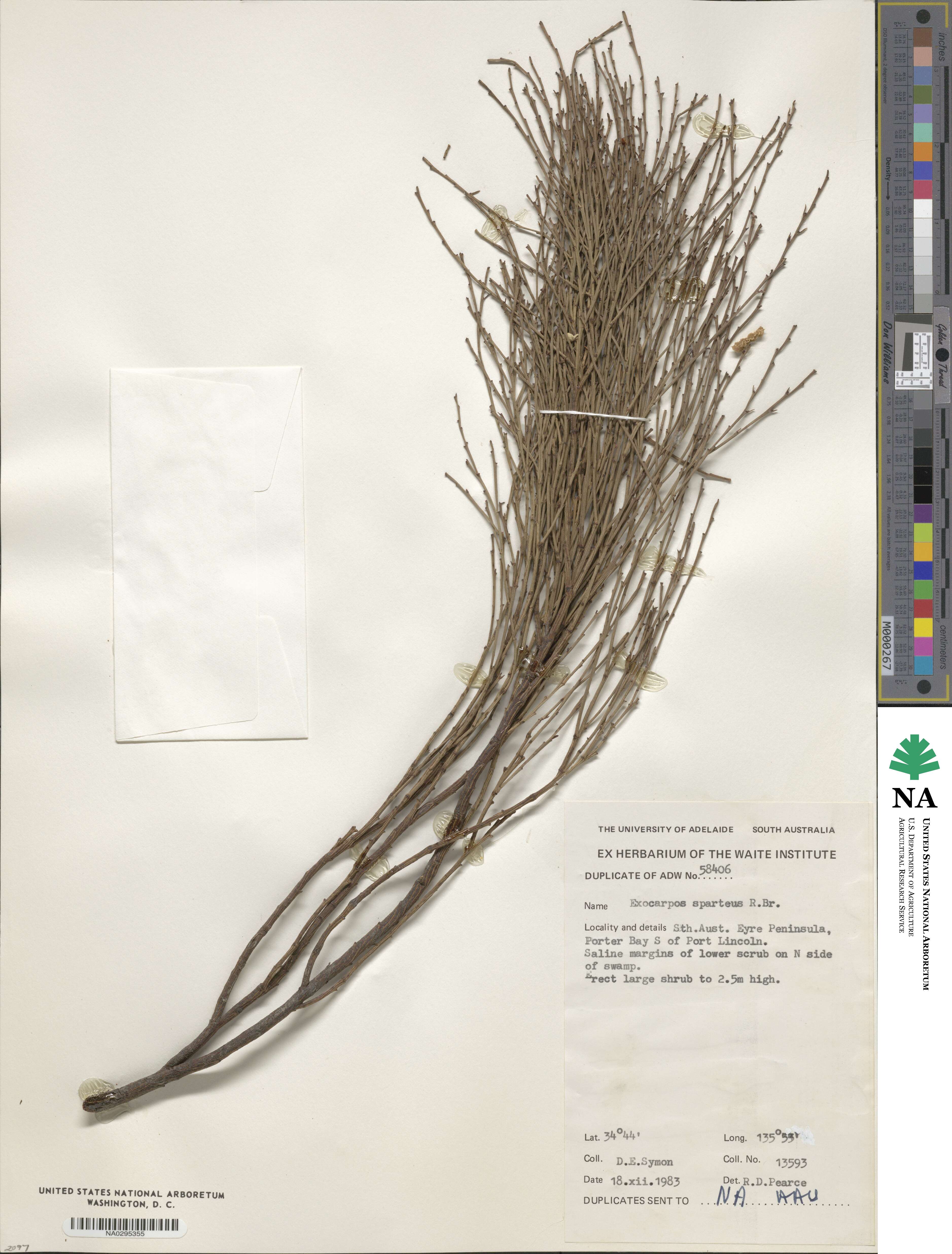 Exocarpos sparteus image