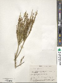 Image of Leptomeria pauciflora