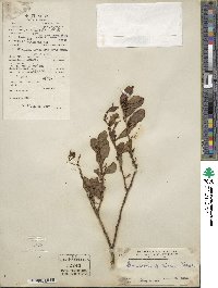 Image of Dendrotrophe frutescens