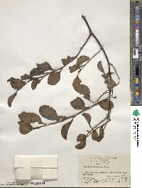 Dendrotrophe frutescens image