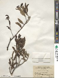 Dendrotrophe frutescens image