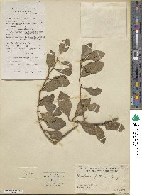 Dendrotrophe frutescens image