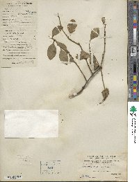 Dendrotrophe frutescens image