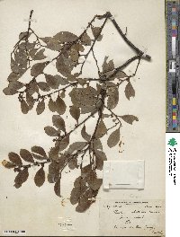 Dendrotrophe frutescens image