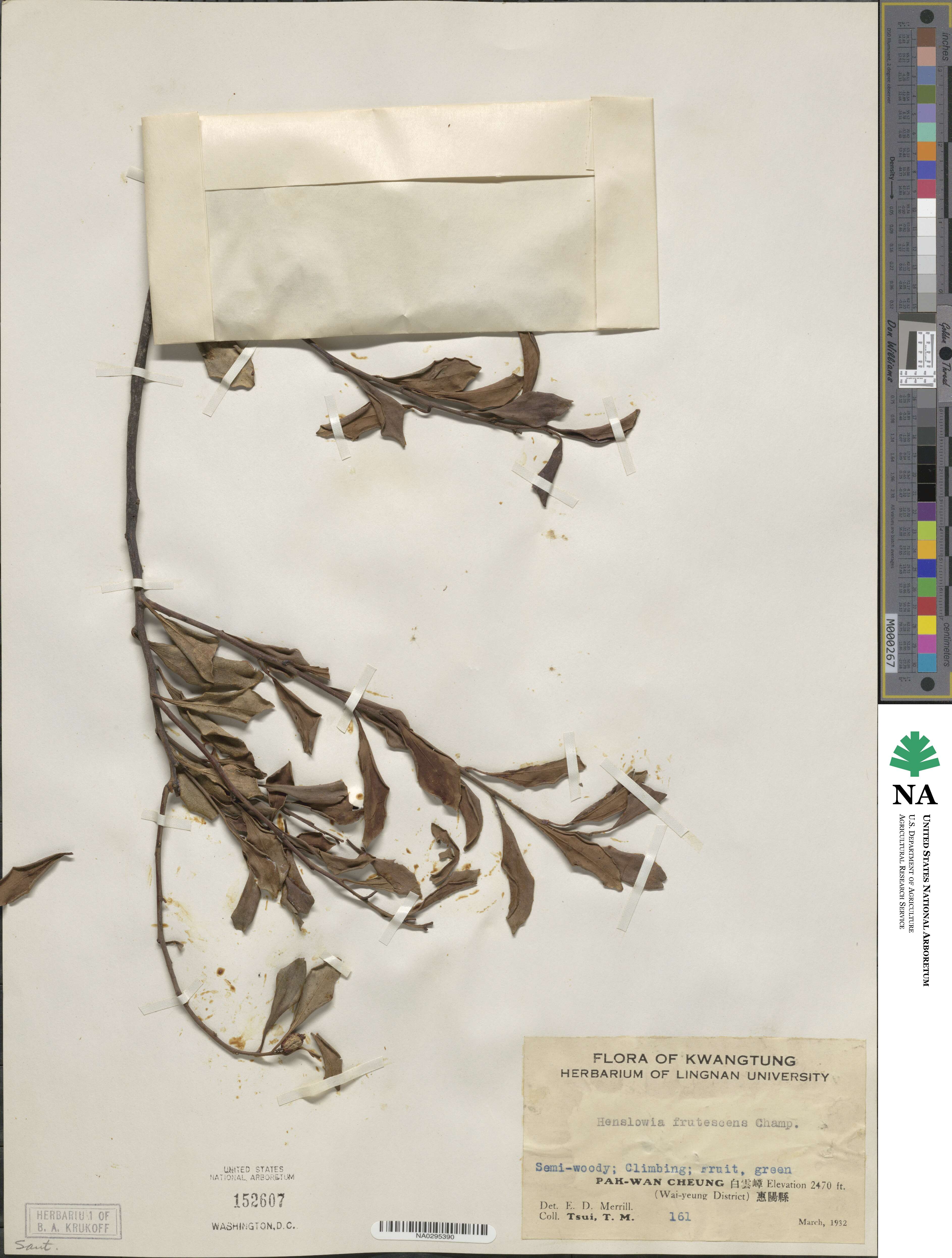 Dendrotrophe frutescens image