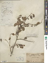 Dendrotrophe frutescens image