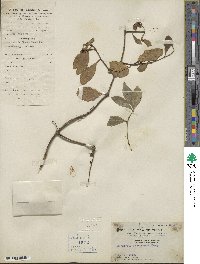 Dendrotrophe frutescens image