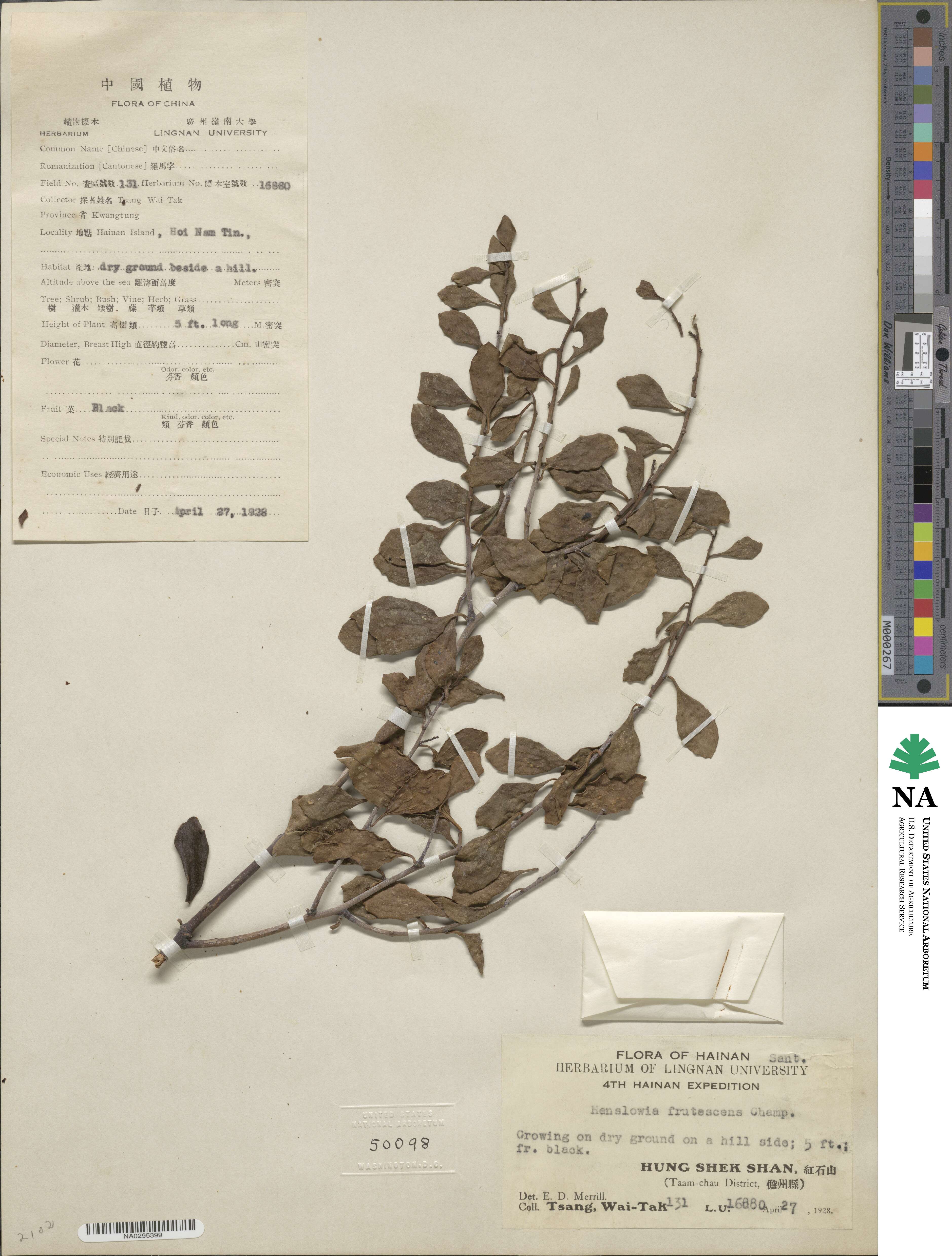 Dendrotrophe frutescens image