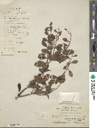 Dendrotrophe frutescens image