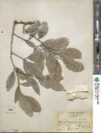 Scleropyrum pentandrum image