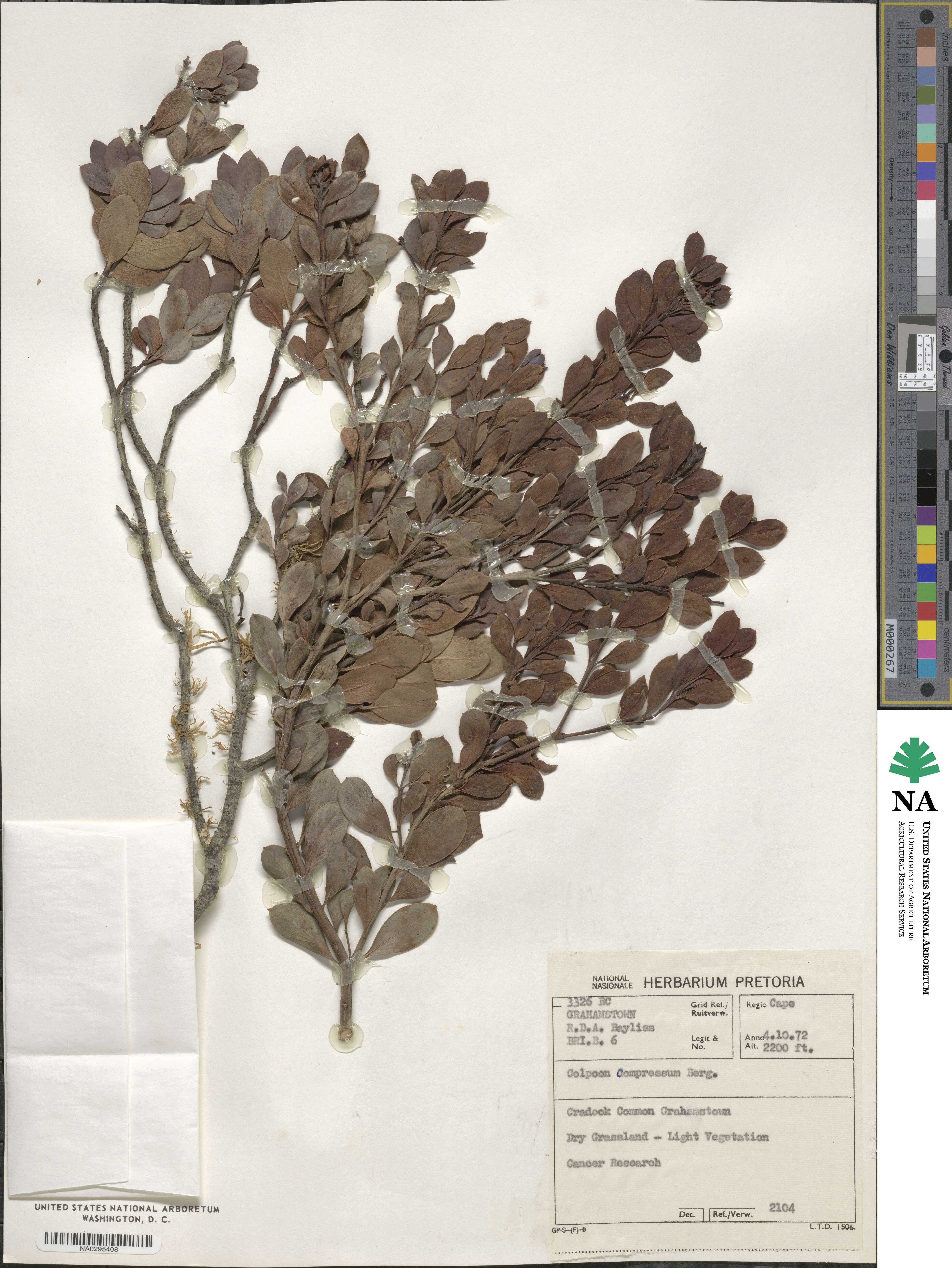 Osyris compressa image
