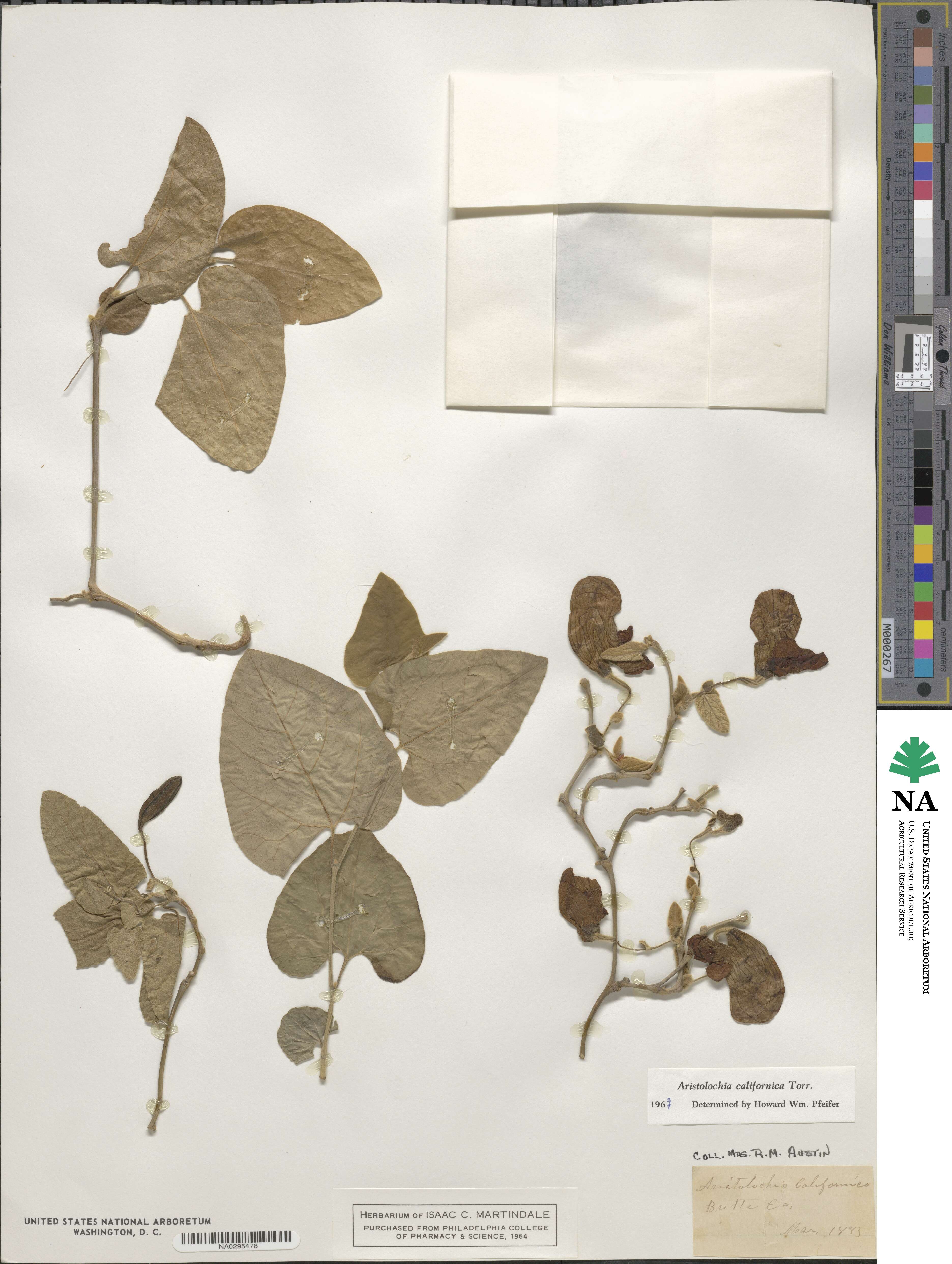 Isotrema californicum image