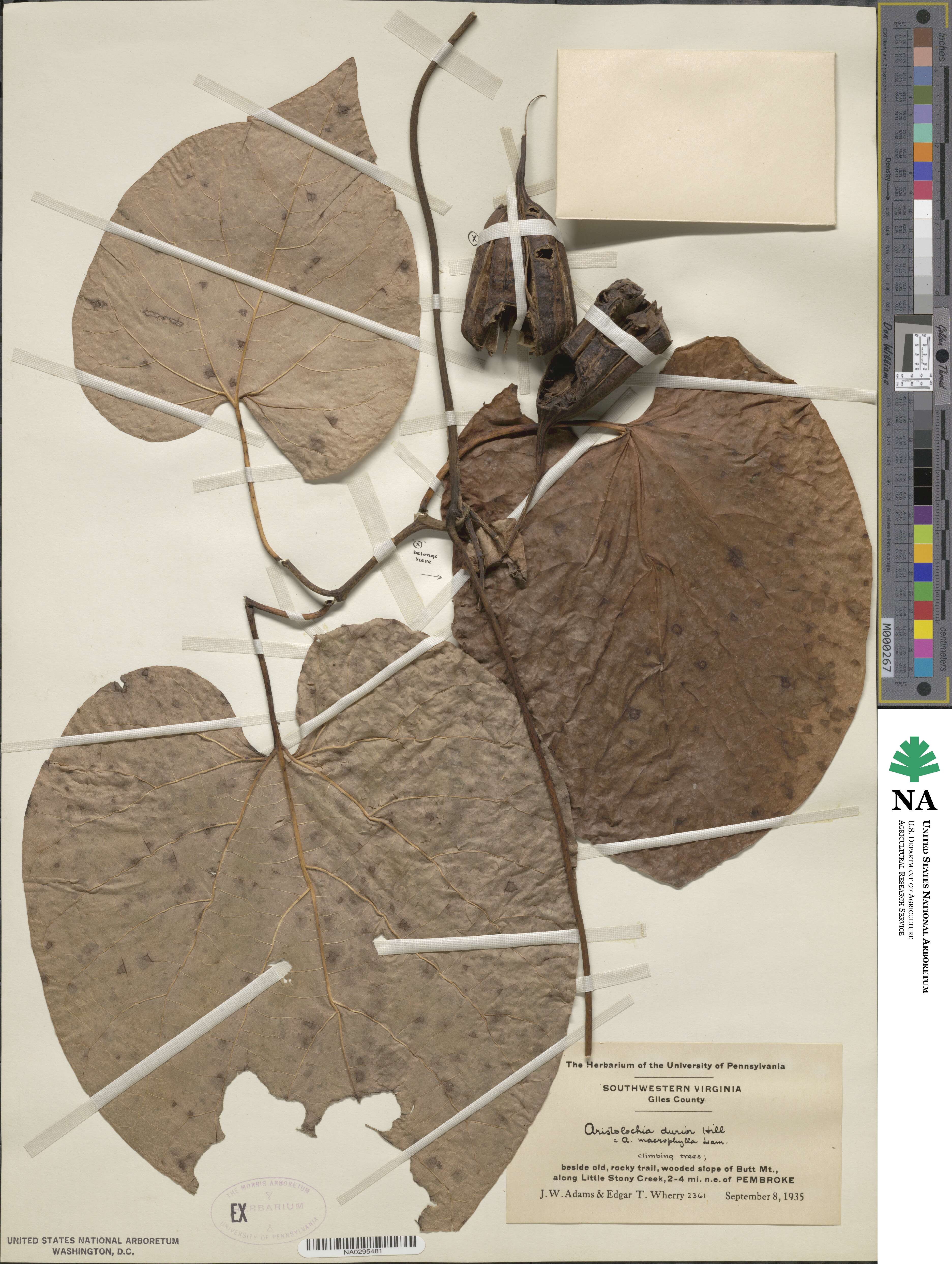 Aristolochia durior image