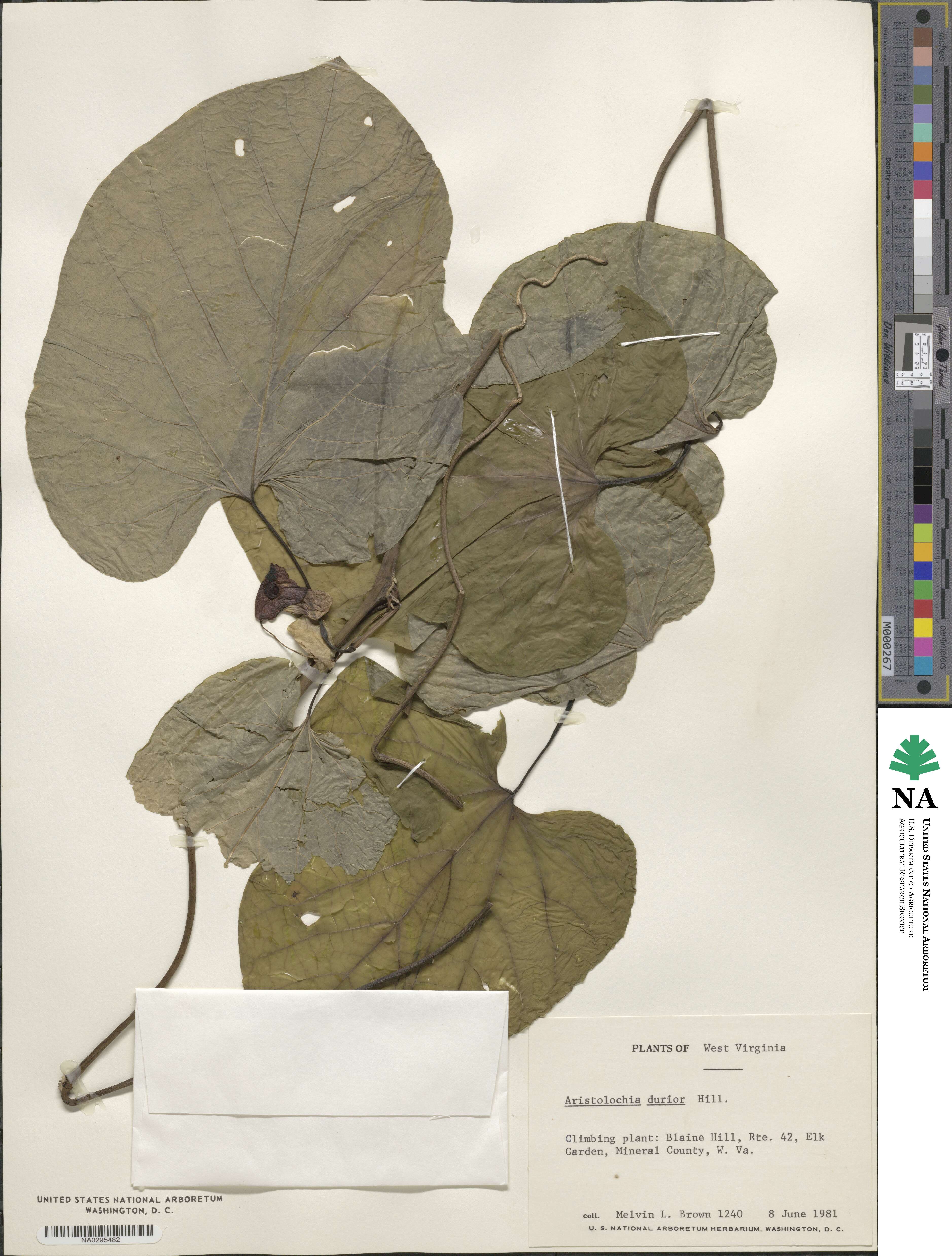 Aristolochia durior image