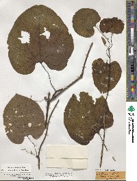 Aristolochia macrophylla image